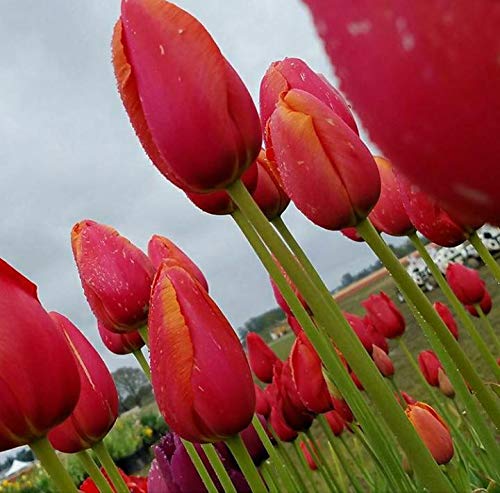 Radha Krishna Agriculture Imported Tulip Red Flower Bulbs for Your Home and Garden Beautiful Decoration - Pack of 3 Flower Bulbs (B08LBVSB29) Amazon Price History, Amazon Price Tracker