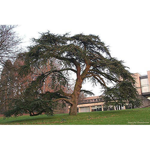 Cedrus libani: Cedar of Lebanon Seeds