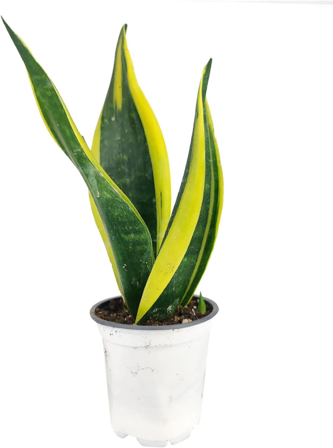 Snake Plant Sansevieria Gold Flame (4" Grower Pot) - Air-Purifying Houseplant - Easy to Care Houseplant for Beginners - Low Light Indoor Plant for Decoration