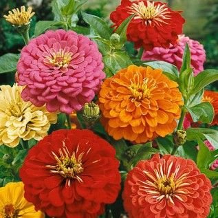 Creative Farmer Flower Seeds : Zinnia The First Flower Grown In Space Plant Seeds For Home Garden [Home Garden Seeds Eco Pack] Plant Seeds (B078RFNYMR) Amazon Price History, Amazon Price Tracker
