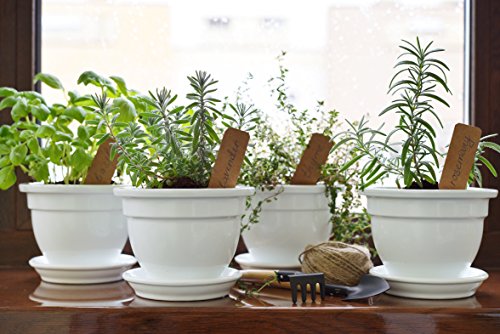 Kräuterpaket mit 6 Kräutern/Liebstöckel (Maggikraut), Koriander, Schnittlauch, Kresse, Dill & Petersilie/ca. 350 Samen/Ideal für die Fensterbank/der eigene Kräutergarten/Kräutertöpfe/Küche - Image 3