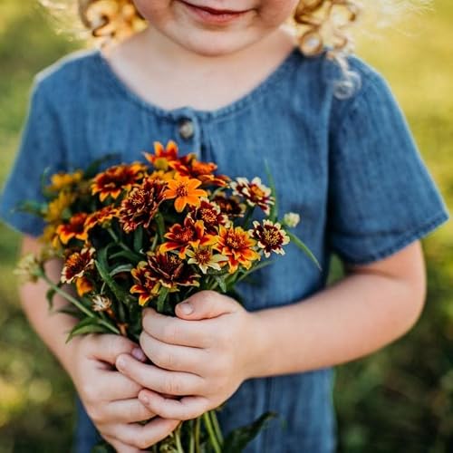 Persian Carpet Mexican Zinnia - 100 Seeds