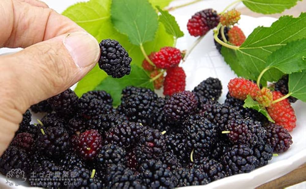 マルベリー　桑　木 712lpYASiVL._AC_UF350,