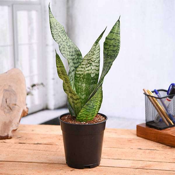 Image of Kalfo Live Snake Plant (Sansevieria) Air Purifying Indoor Plant, Oxygen Boosting Houseplant for Home & Office Decor | Low Maintenance, Easy to Grow, Low Light, Live Sansevieria Green Plant