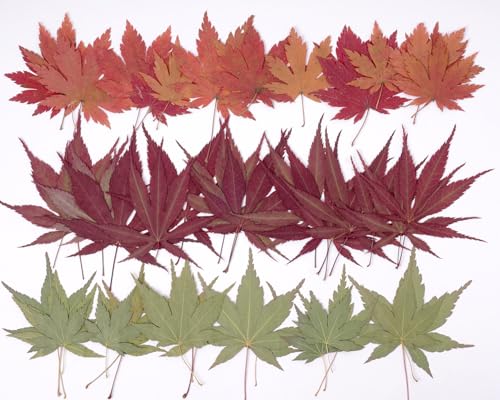 48 Pcs Dried Pressed Fall Maple Leaf for Cake Decorating, Seasonal Decor, Natural Dried Leaves Herbs kit for Resin Jewelry Making Soap and Candle Making (Maple Leaf)