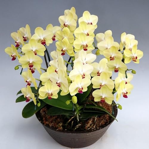 Rizoma de Cymbidium -Versátil, Delicado, Bulbos de Orquídea CymbidiumElegante, Natural, para Interiores y Exteriores-10 Rizoma