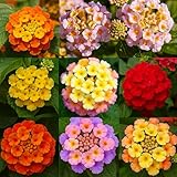 600 Lantana Flower Seeds – Colorful Perennial Seeds | Drought-Tolerant, Easy to Grow & Long-Blooming | Attracts Butterflies & Hummingbirds – Perfect for Backyard Gardens, Balconies, and Patio Planters