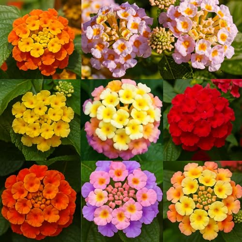 600 Lantana Flower Seeds – Colorful Perennial Seeds | Drought-Tolerant, Easy to Grow & Long-Blooming | Attracts Butterflies & Hummingbirds (600 Lantana Flower Seeds)
