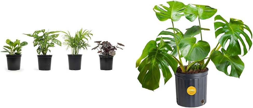 Altman Plants, Classic Houseplant Collection (4PK) Live Plants Indoor Plants Live Houseplants & Costa Farms Monstera Swiss Cheese Plant, Live Indoor Plant, Easy to Grow Split Leaf Houseplant