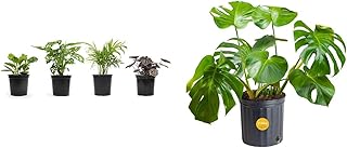 Altman Plants, Classic Houseplant Collection (4PK) Live Plants Indoor Plants Live Houseplants & Costa Farms Monstera Swiss Cheese Plant, Live Indoor Plant, Easy to Grow Split Leaf Houseplant
