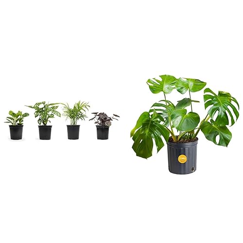 Altman Plants, Classic Houseplant Collection (4PK) Live Plants Indoor Plants