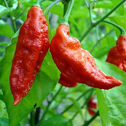 Raunak Seeds Bhut Jolokia Pepper Ghost Chilli Combo Seed, Standard -50 Seed  : Amazon.in: Garden &amp; Outdoors