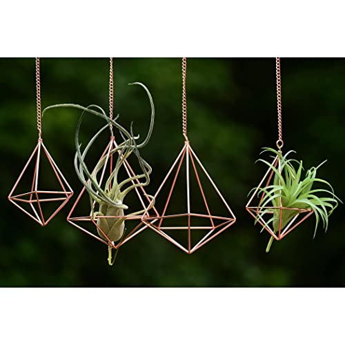 Libproqia Hanging Air Plants Holders Geometric Airplant Hangers Rose Gold Tillandsia Holder Metal Pink Himmeli Metal Airfens Planter For Home Décor 4Pcs #TOP18