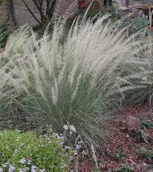 5 White Muhly Muhlenbergia Lindheimari Grass