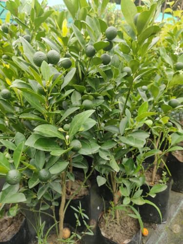 Image of GreenWorld Sweet & Rare All Time Kumquat Lemon Plant (Grafted /Guti Kalam) Healthy Live Plant,''Fruit After 1 Year''