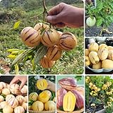 400 piezas Semillas de pera melón, Melón Pepino, plantas en macetas resistentes a la fruta fresca Semillas de melón pera fruta fresco maceta resistente plantas perennes Regalos de