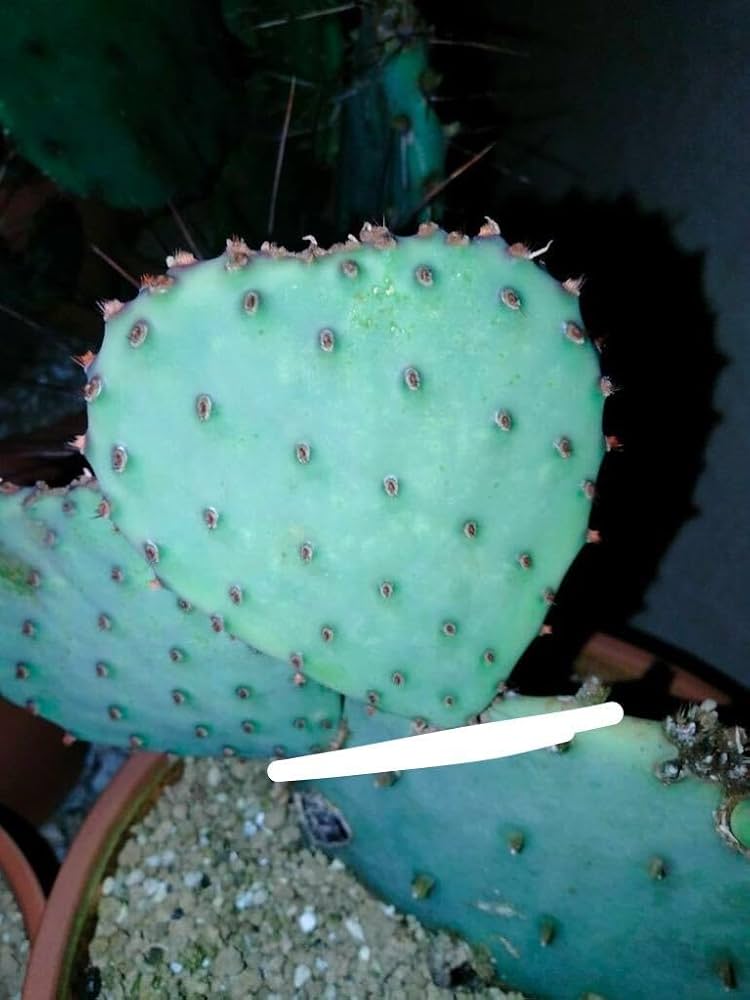 Amazon｜opuntia violacea var. santa rita オプンチア サボテン