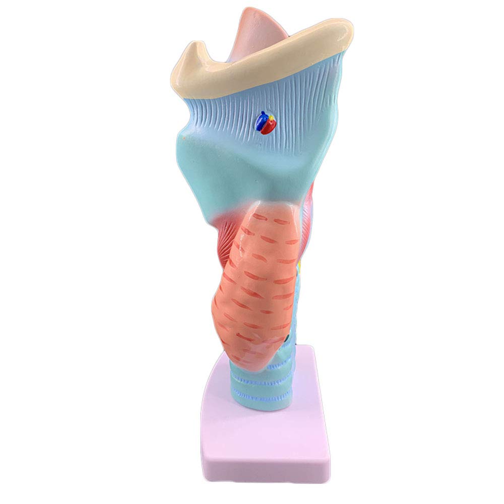 Model Ludzkiego Gardła - Model Narządu Gardła 2x - Model Anatomii Naczynia Krwionośne Gardła - PCV - Dla Nauki O Klasie, Wyposażenie Laboratoryjne