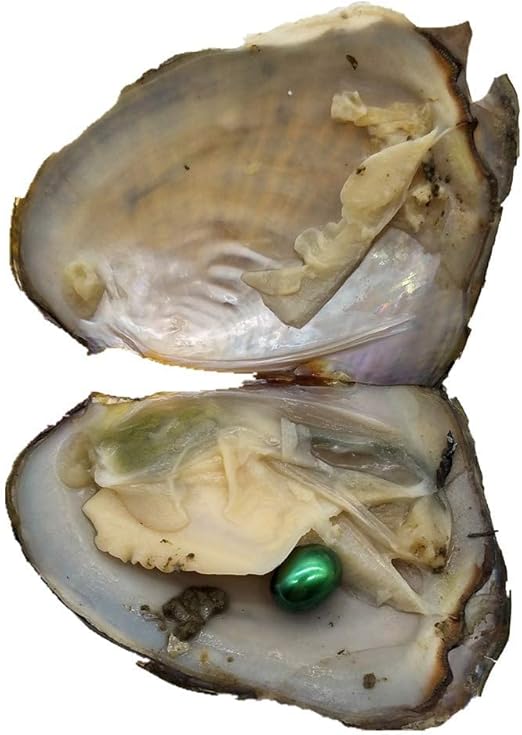 20pcs Oval Freshwater Pearl Oysters with Pearls,Pearl Oysters,Akoya Oysters Arts