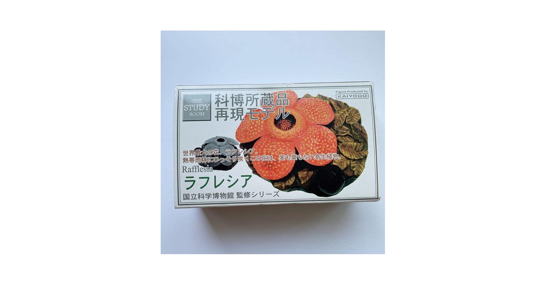 ラフレシア 国立科学博物館監修 科博所蔵品再現モデル ビンテージフィギュア ラフレシア 「国立科学博物館監修 科博