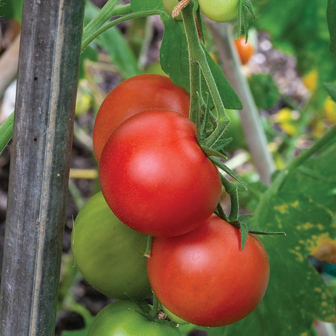 Gardeners Kitchen - Tomato Plants - F1 Shirley - 3 X 9cm Pot Vegetable Plants.