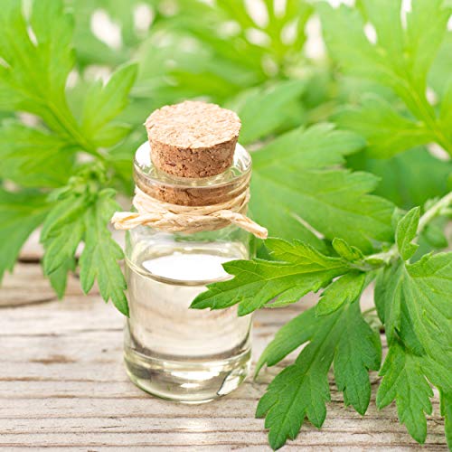 Outsidepride Perennial Artemisia Mugwort Aka Cronewort Or Moxa Culinary & Ornamental Herb Garden Plants - 5000 Seeds #TOP3