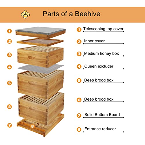 ThxBees 10-Frame Bee Hive Complete Beehive Kit Beeswax Coated Beehive Include Frames and Foundation Sheets for All Beekeeping Levels (2 Deep & 1 Medium Bee Boxes) - Image 4