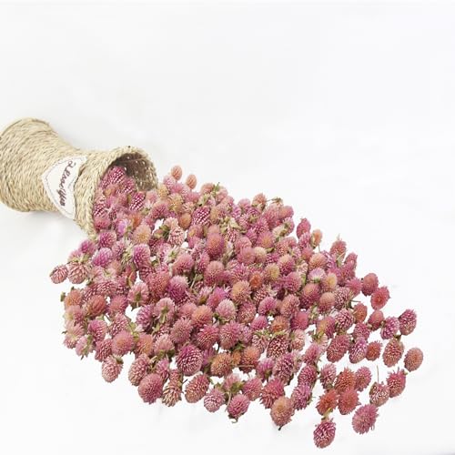 Cabezas de flores secas naturales para manualidades miniatura 6