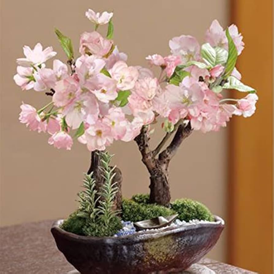 Amazon.com : 50+ Rare Cherry Blossoms Seeds for Planting