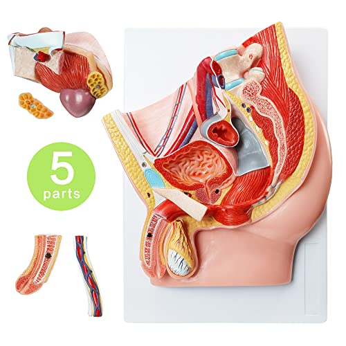 HADWYN Male Pelvis Reproductive Anatomy Model,Life Size 5-Parts Pelvis Model on Baseboard, Muscular,Urinary,Reproductive System,Anatomy Medical Model for Science Education with Detailed Product Manual - Thumbnail 7