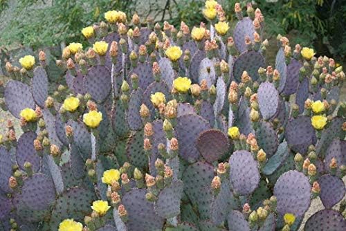 Purple Cactus - 3 Prickly Pear Pads - Opuntia Santa-Rita (Traditional)