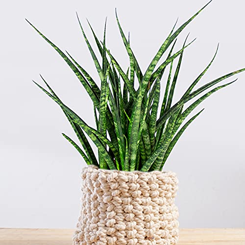 Bloomique - Sansevieria Fernwood Punk - Schwiegermutterzunge - Bogenhanf -  Zimmerpflanzen - Luftreinigend - Sehr pflegeleicht - Hhe 20-30 cm - Topf  12 cm : Amazon.de: Garten