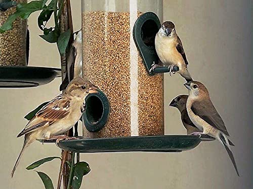 Peta-Wizard-Kangni-Seed-Bird-Food-Small-Size-1900-Gram