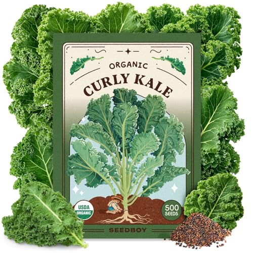 Seedboy Organic Kale Seeds for Planting Indoor and Outdoor Non-GMO and USDA Certified Vegetable Seed Packet for Hydroponic Garden Indoor or Planting Outdoors (Blue Curled Scotch Kale)