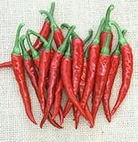 Ring of Fire Pepper - 20 Seeds - Cayenne Type