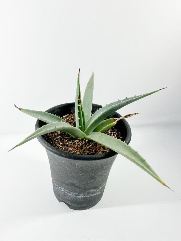 Amazon.co.jp: アガベ ユタエンシス Agave utahensis ssp. utahensis