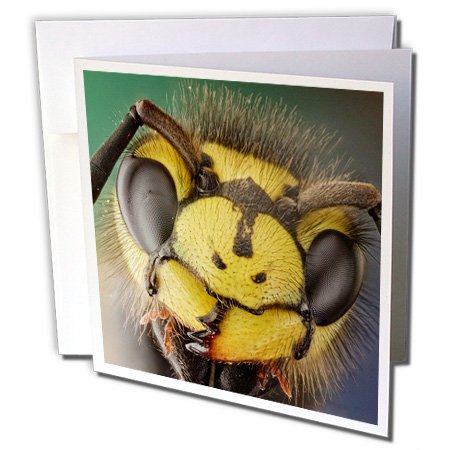 VWPics}N ? Vespula Germanica܂̓hCcWasp ? Greeting cards-12O[eBOJ[htiGC _ 23022 _ 2 )