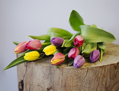 kabloom flowers - mother39s day collection - assorted bouquet of 10 tulips without vasegift for birthday anniversary get well thank you valentine mothers day fresh flowers