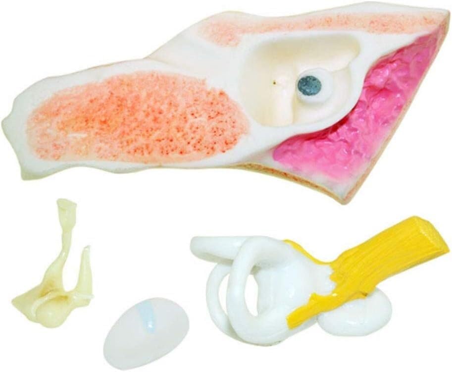 Model Anatomii Ludzkiej Model Anatomii Ludzkiego Modelu Anatomicznego Narządów Wraz Ze Wzrostem 6 -Krotnych Instrumentów Nauczania Materiałów Medycznych