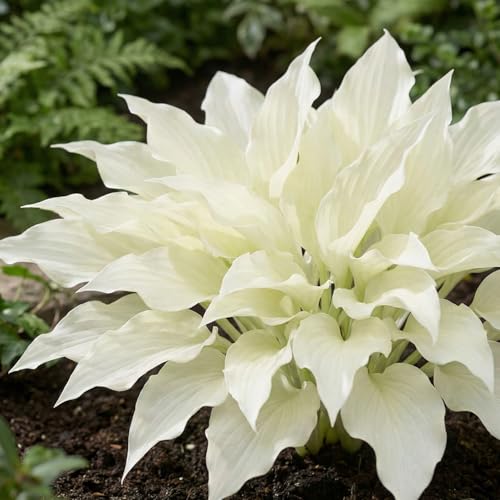 Hosta Pflanze Winterhart - Funkien White Feather - 3 Wurzeln - Stauden Mehrjährig Winterhart - Bodendecker - Pflanzen aus Holland (kein Samen, zwiebeln und nicht künstlich)