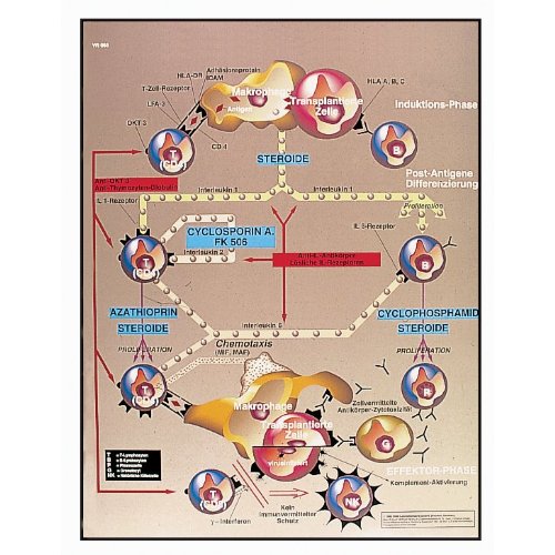 Image of 3B Scientific VR1665UU Glossy Paper Transplantation-Immunology Anatomical Chart, Poster Size 20 inch Width x 26 inch Height