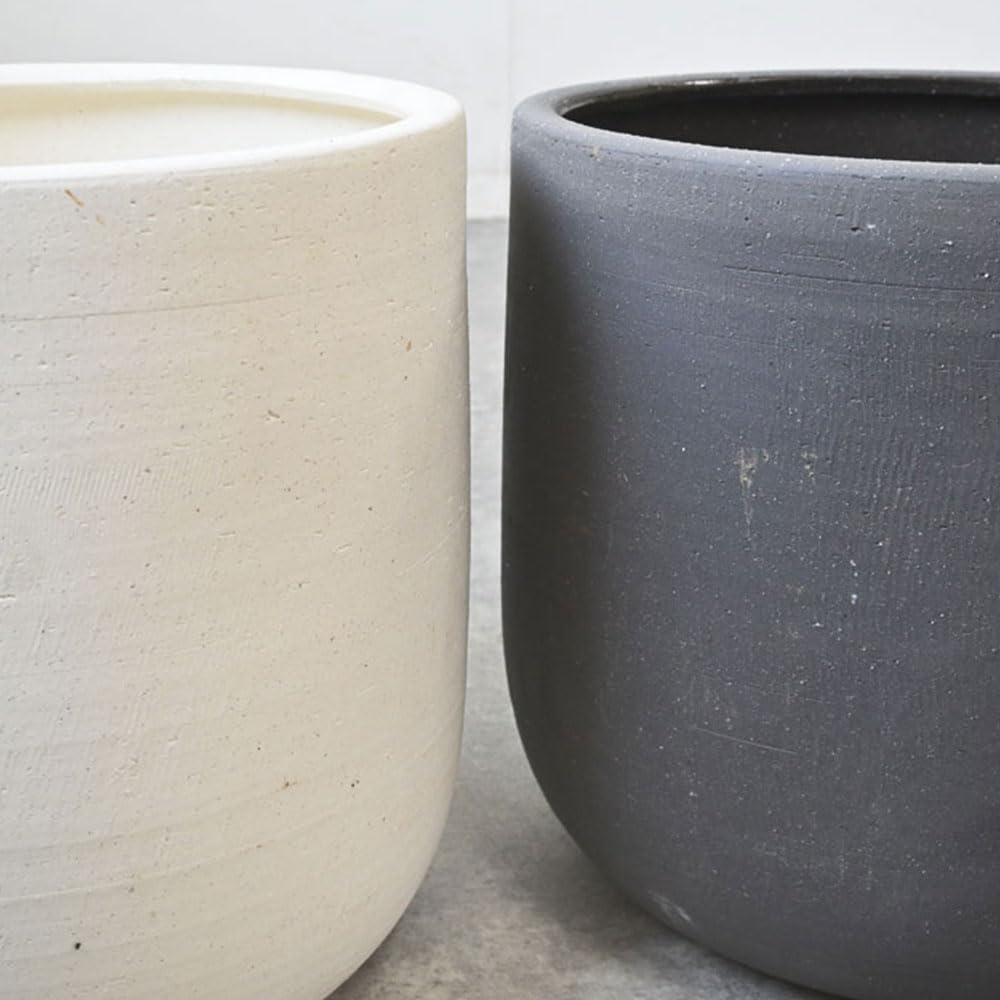 Amazon｜観葉植物 本物 フィカス・バーガンディ 7号鉢 曲がり樹形