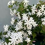 semi di gelsomino - giardino resistenti autunnali 180pcs