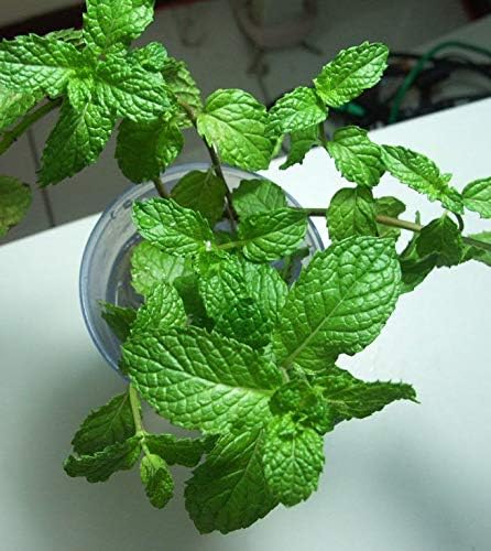 Amazon Co Jp 発芽seeds Chargの自由スペアミントペパーミント食用盆栽0のミント植物の花の配達 Diy 工具 ガーデン