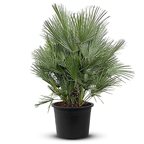 Tropictrees Chamaerops Humilis | Zwergpalme winterhart & kältebeständig, mit einer Höhe von 140cm | Kleinwüchsig | Outdoor Grünpflanzen | Outdoor Palme