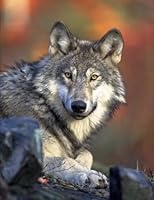 Wolf Notebook: Wolf Composition Book (Journal, Log Book, Diary, Creative Writing, Poetry) (8.5 x 11" Large, ruled) (Animals) (Volume 3) 1548951498 Book Cover