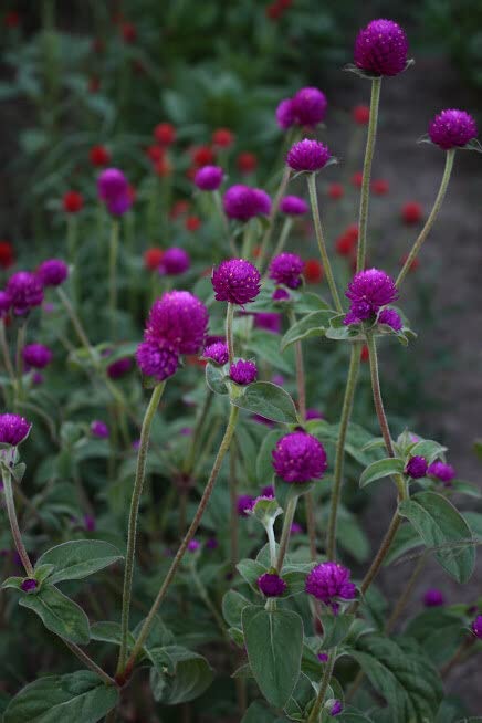 Golden Hills Farm Vadamalli Gomphrena Flower 70-202 seeds (B0BNLDZSYC) Amazon Price History, Amazon Price Tracker