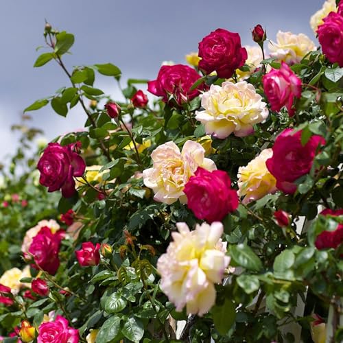 Carbeth Plants Rose Bush Climbing Trio in 3L Pot - Tricolour Rose