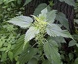 300 Stinging Nettle Seeds - Urtica Dioica - Medicinal Plant - Deer Resistant