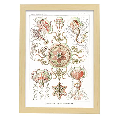 Nacnic Lamina artistica decorativa con ilustración de Trachomedusae tamaño A3 con marco de madera claro estilo Vintage para decorar el hogar, salón, habitaciones, estudios...